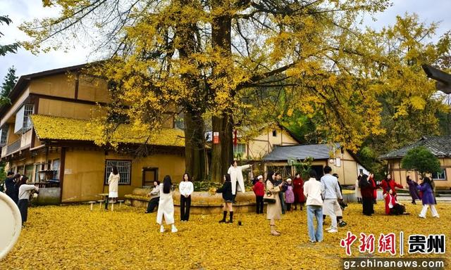 贵州务川：千年银杏“金甲”迎客来