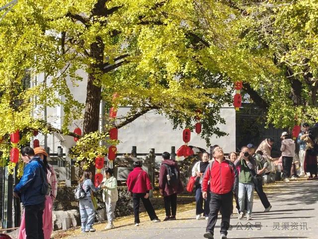 银杏古村披金纱 秦家大院引客来