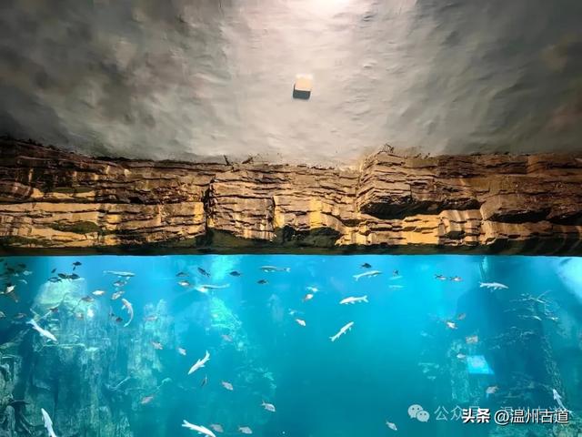 温州这个以畲族始祖命名的4A级景区，秘藏着一座“生物王国”！
