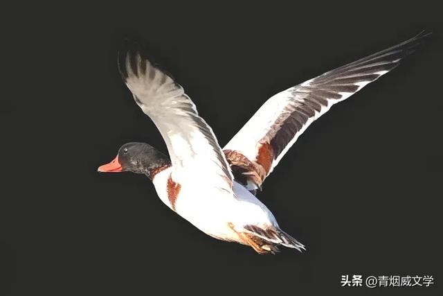 今日午后骑行西湿地，第一次遇见翘鼻麻鸭