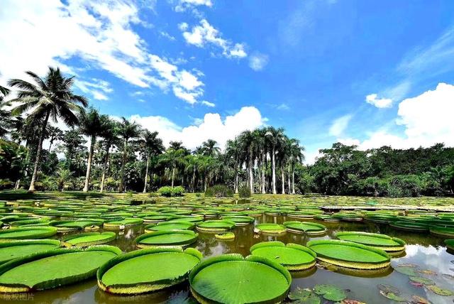 广东阳江和云南西双版纳哪里更适合老年人过冬旅居？