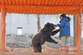 00后女饲养员徒手“硬控”200斤棕熊？背后故事太有爱图片