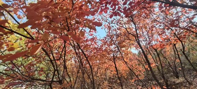 红啦!薛城金秋醉美红叶观赏地在凤凰绿道,漫山红叶美如画!