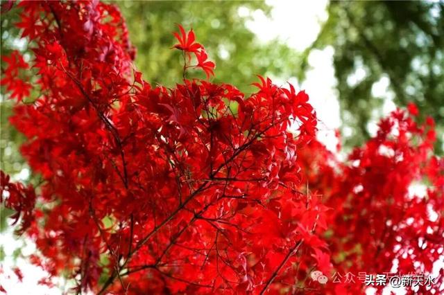 天水弘文园秋景美翻了，快去打卡！