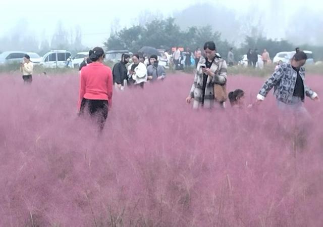 河南省平顶山白龟湖粉黛乱子草园成国庆网红打卡地