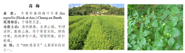 前锋三九银田南药园正式上线“乐游广东”文旅地图！