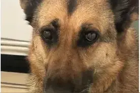 云南瑞丽退役警犬腊门失踪，疑被误认流浪狗带走！评论区笑死我了图片