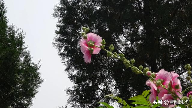 太原市西山西禅寺六月十九祈福会