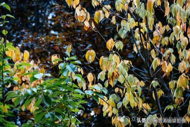 陕西渭南：街头秋色渐渐有了起色