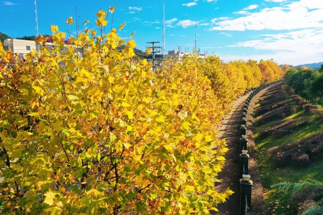 余庆的初冬，就藏在这些地方！