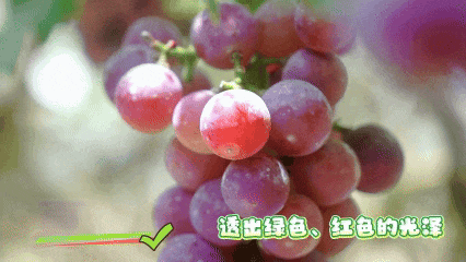 摘不完！根本摘不完！肇庆最新水果采摘好去处，gogogo~