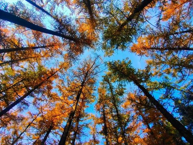 来淄博“捡秋”！海岱楼、周村大街…全被捡出来了→