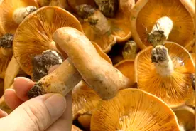 吃货抓紧！野生菌要落潮了，价格......图片
