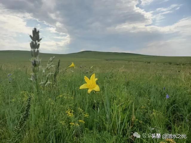 【内蒙古】塔娜:草原七夕小记