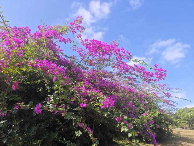 从学苑大道入大沙河绿过大学城后进深圳弯公园流花山景点【高清】