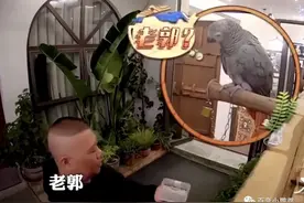 会说话、会卖萌、还会飞，简直加强版猫狗！入坑前，先来看看图片