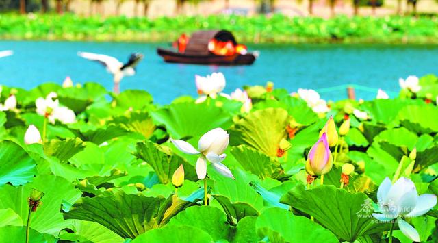 赏滨海风光 享文旅盛宴