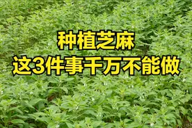 种植芝麻，这3件事千万不能做，很多人年年犯，现在知道还不晚图片