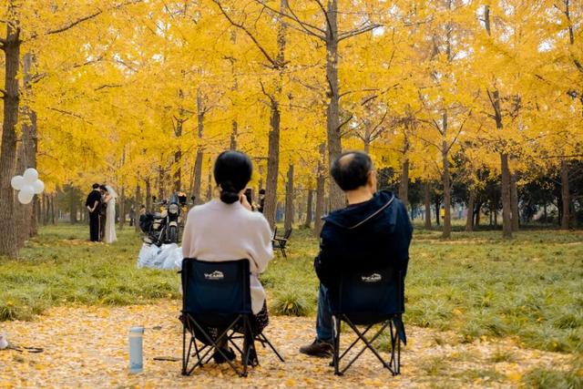 地铁直达！免费！成都20个绝美赏秋地，银杏水杉梧桐红枫限时上演！就在家门口！