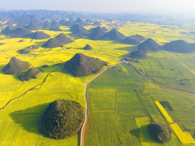去罗平，追中国第一抹春！油菜花海已进入最佳观赏期，不要错过！