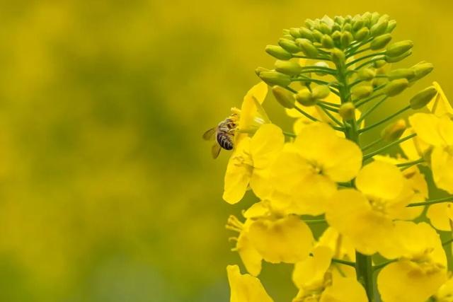 向春天出发！3月13日起，永乐官田见！
