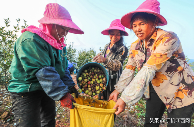 来江西广昌赴一场秋意之约