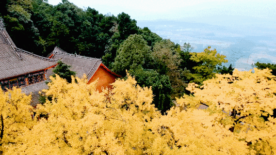 【美丽四川】一年一度朋友圈银杏比美时刻又来了！