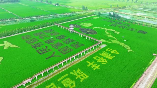 以大地为幕，以彩稻为笔，鱼台县用稻浪书写田园诗篇