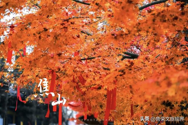 镇江的秋日才是真绝色，三山染彩、古街流韵，连空气都带醋香
