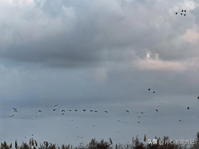 走，去渤海湾看候鸟…