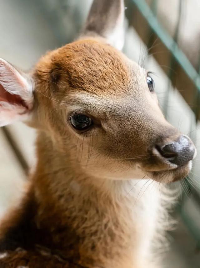 暂时闭馆前，再去金沙遗址看一眼太阳神鸟