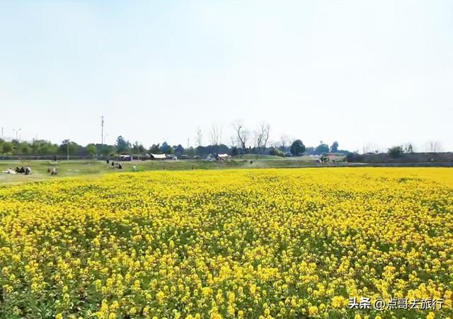 成都南三环附近最大油菜花田，天然观景台，视野非常壮观！