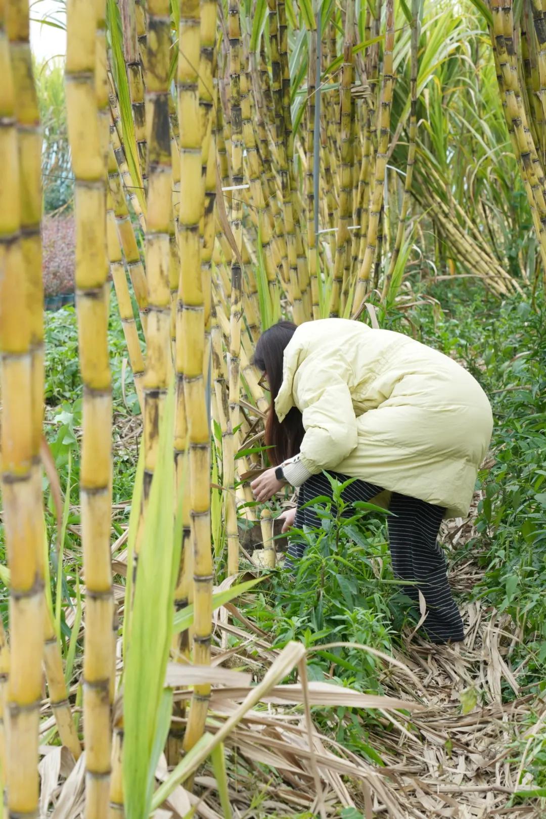 暖阳正好,来郫都三堰村赴一场田园甜蜜之旅~插图2 暖阳正好,来郫都三堰村赴一场田园甜蜜之旅~插图2
