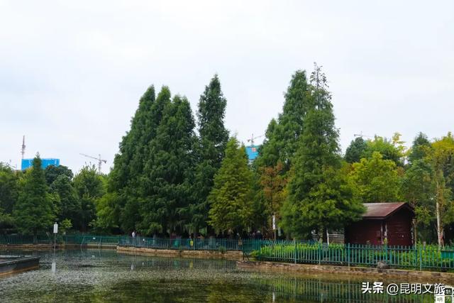 超详细攻略！在昆明官渡，与鸥共舞，六种玩法开启冬日漫游！