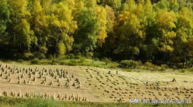 谁还没被青海秋景惊艳过？这8处网友力荐打卡地，承包你的秋日旅行！