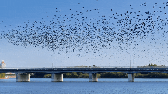 花灯、演出、灯光秀……送地铁票、鸡腿！跨年夜就到园博苑来！