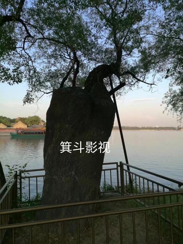 颐和园西堤古柳，三百年沧桑的见证者。
