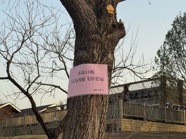 北京南海子公园有游客投喂鸿雁……“别再喂了”“再喂，就飞不了了”