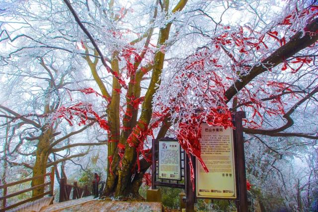 光雾山什么时候下雪⁉️「官方预测攻略」来咯~