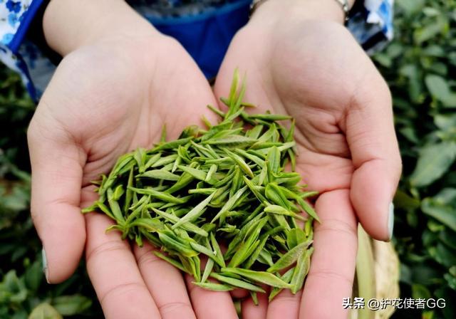 大量日本游客涌入北京，打着旅游幌子不去旅游不吃美食，为啥来？