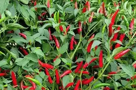 辣椒旁边千万别种这些！这些混种错误你犯过吗！图片