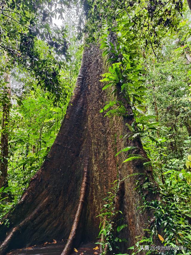 马来西亚(31)砂拉越州⑤姆鲁山canopy树冠高空漫游