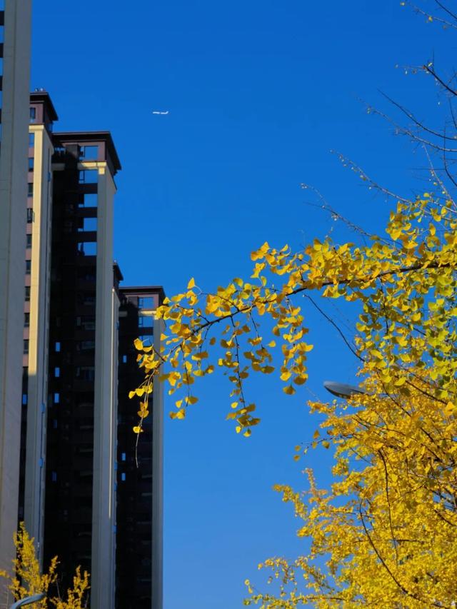 新津藏了条“似锦街”，一半金黄，一半滚烫