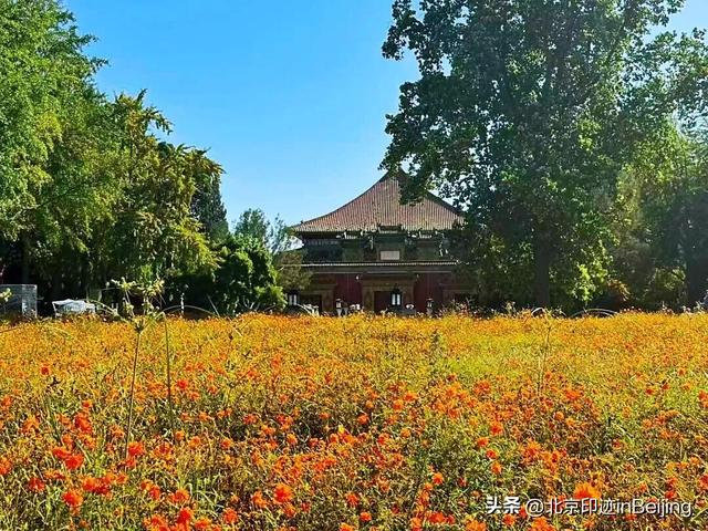 京城周末丨近千平方米金色花海进入最佳观赏期！地点——