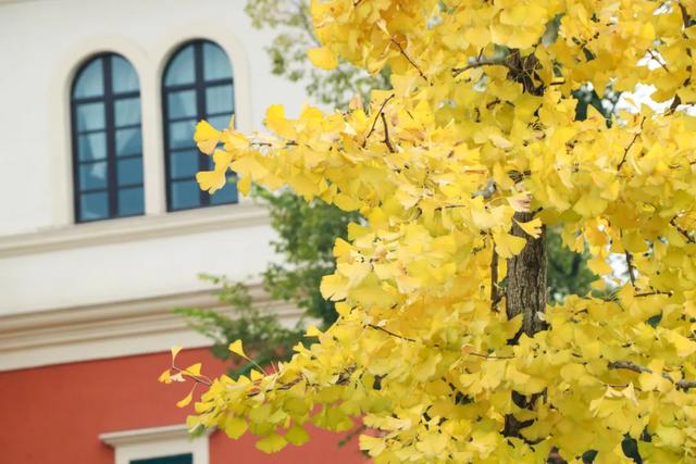 好看!好拍!郫都银杏打卡攻略→