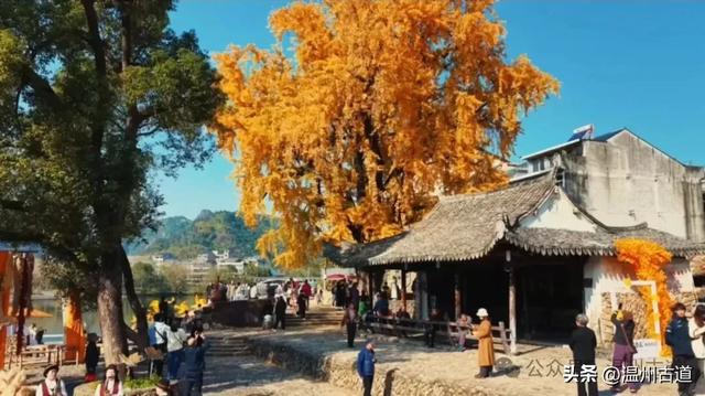 鎏金满村!温州424岁银杏王,把初冬美成了宋韵诗卷!
