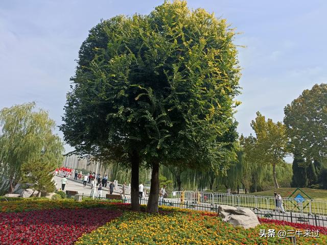 无为在歧路，国庆游淄博1