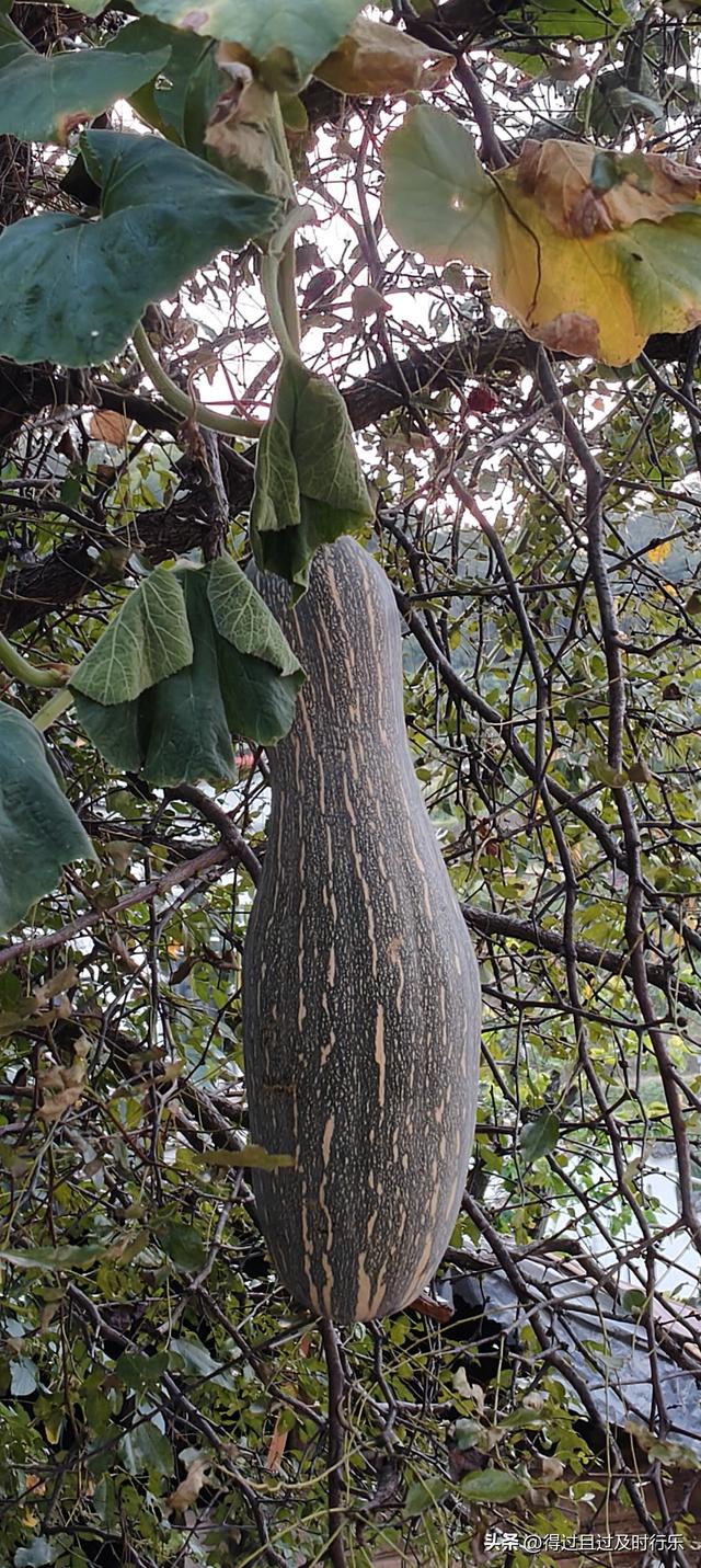 品味鄱阳湖大闸蟹，感受秋天的鲜美