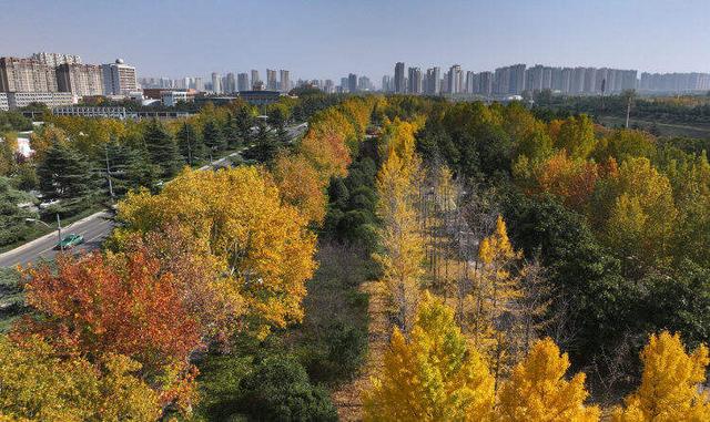 走，打卡郑州秋景观赏点