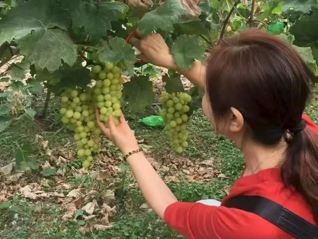 梅家埠街道醋庄葡萄田园开园啦！